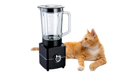 cat blender actual video|What Is The Disturbing Cat Blender Video And Why Are They。